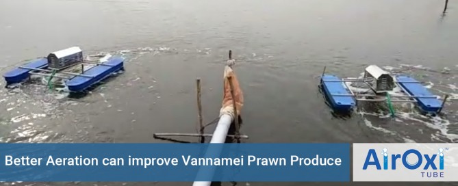 Better Aeration can improve Vannamei Prawn Produce - AirOxi Tube